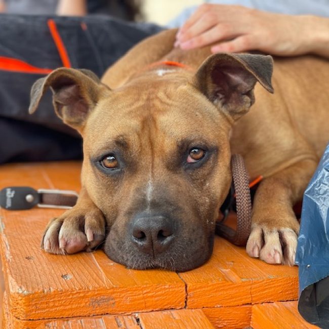 Rylley - Chien à adopter