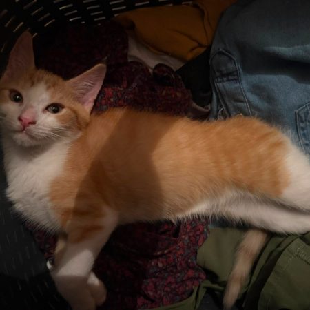 Pyrale - Chat Européen à adopter