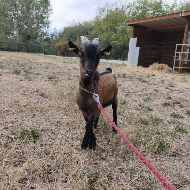 BÉni bouc
