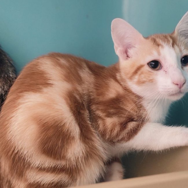 Dizi - Chat Européen à adopter