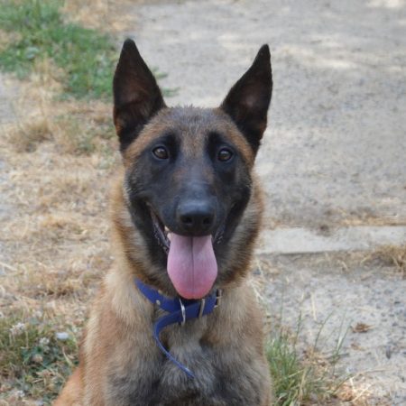Stella - Chien Berger Belge Malinois à adopter