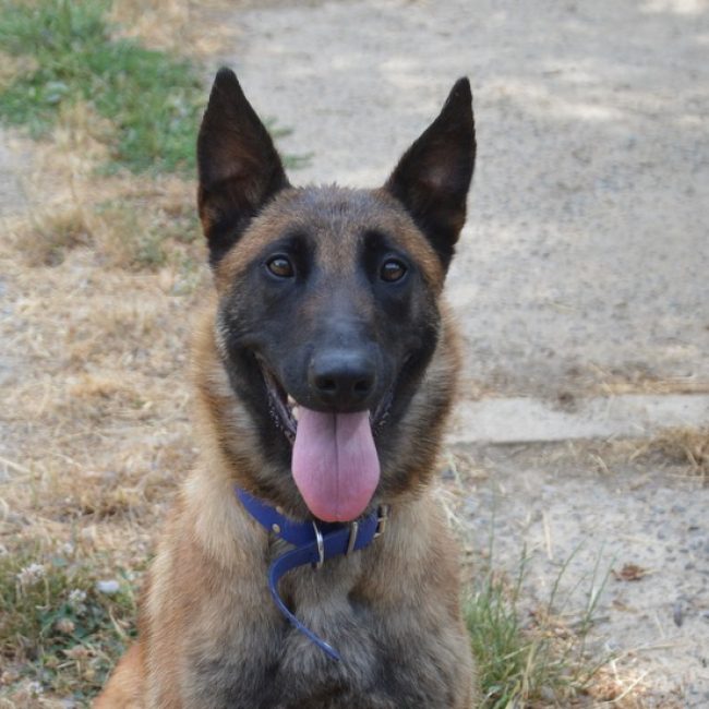Stella - Chien Berger Belge Malinois à adopter