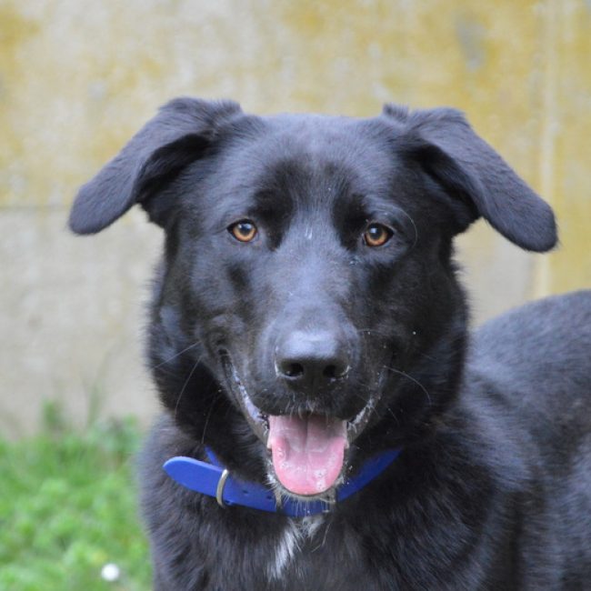 Minos - Chien Berger à adopter