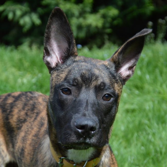 Lesko - Chien à adopter