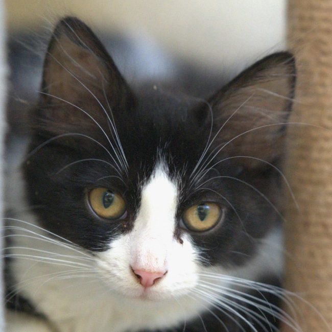 Zoup - Chat à adopter
