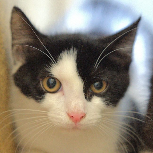 Boom - Chat à adopter