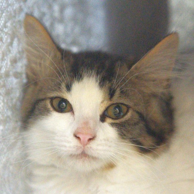 Splash - Chat à adopter