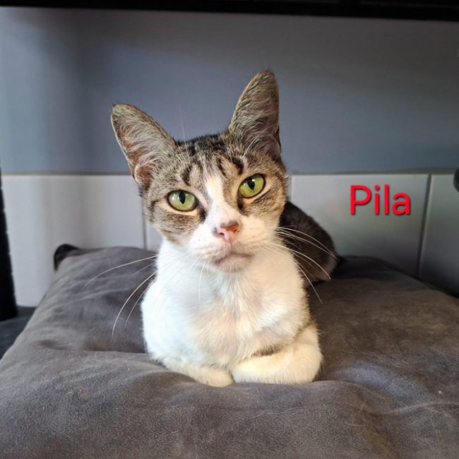 Pila