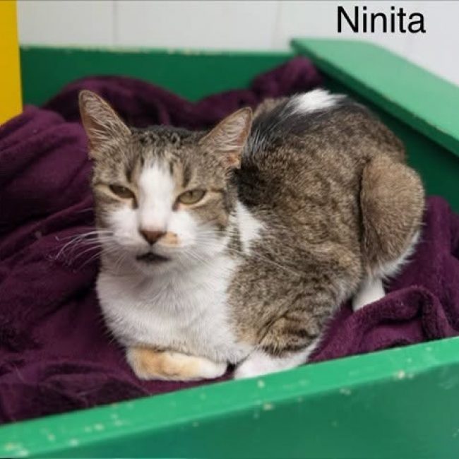 Ninita