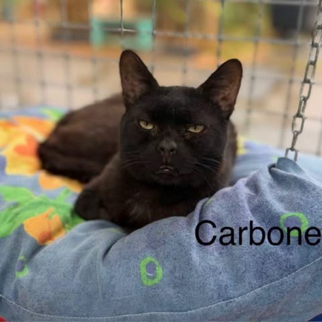 Carbone