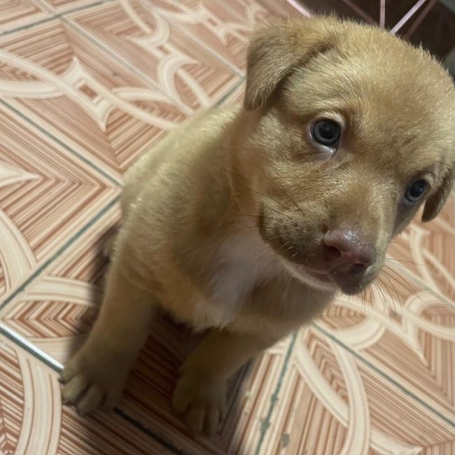 Tik - Chien à adopter