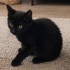 Zorro