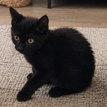 Zorro - Chat à adopter