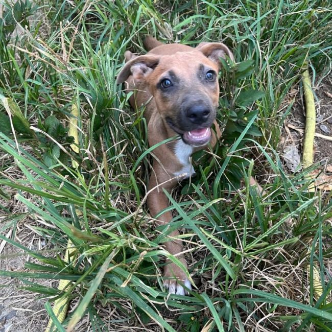 Ostaria - Chien à adopter