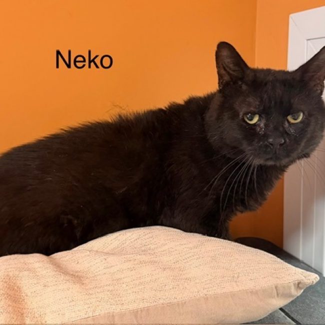 Neko