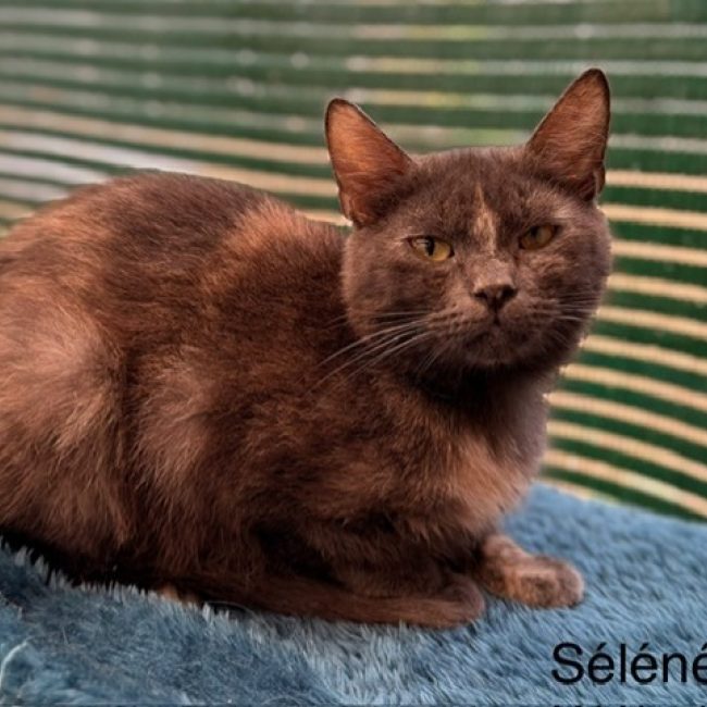 Séléné