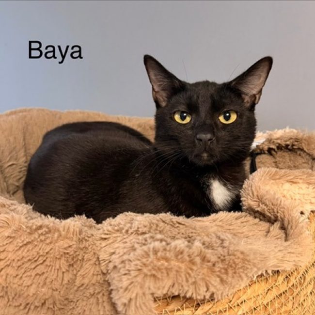 Baya