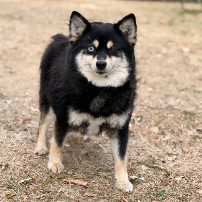 Oksi