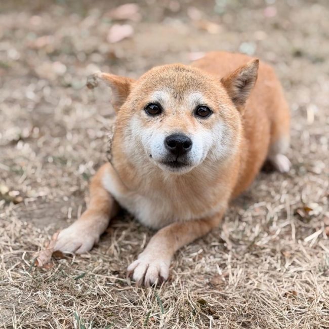 Orka