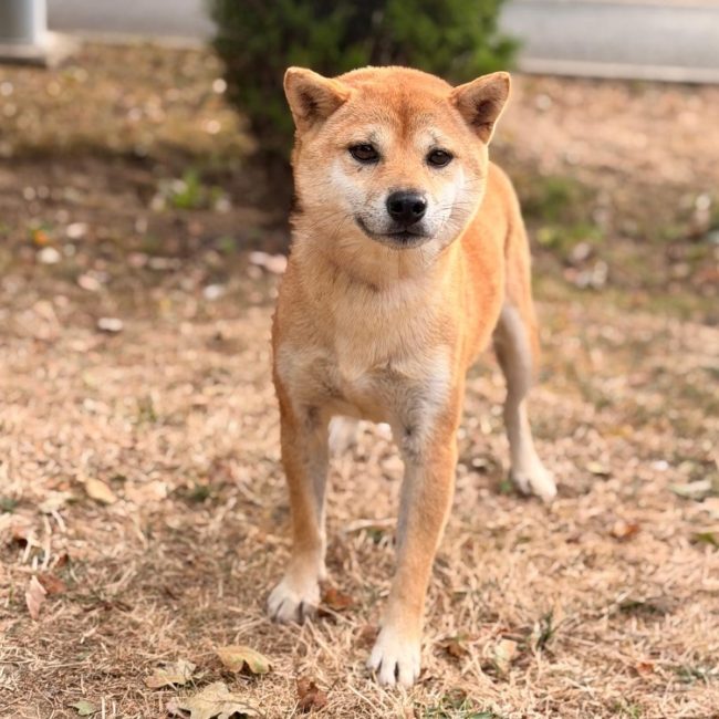 Douce - Chien à adopter