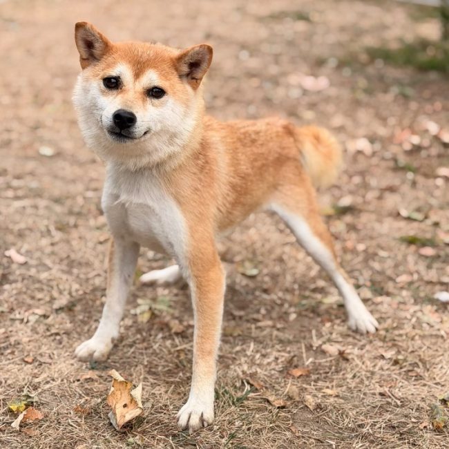 Valkyria - Chien à adopter