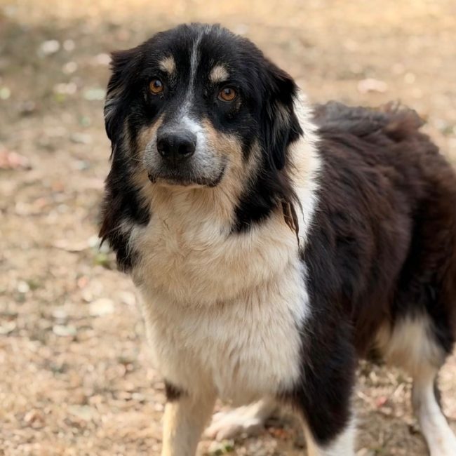 Texas - Chien à adopter