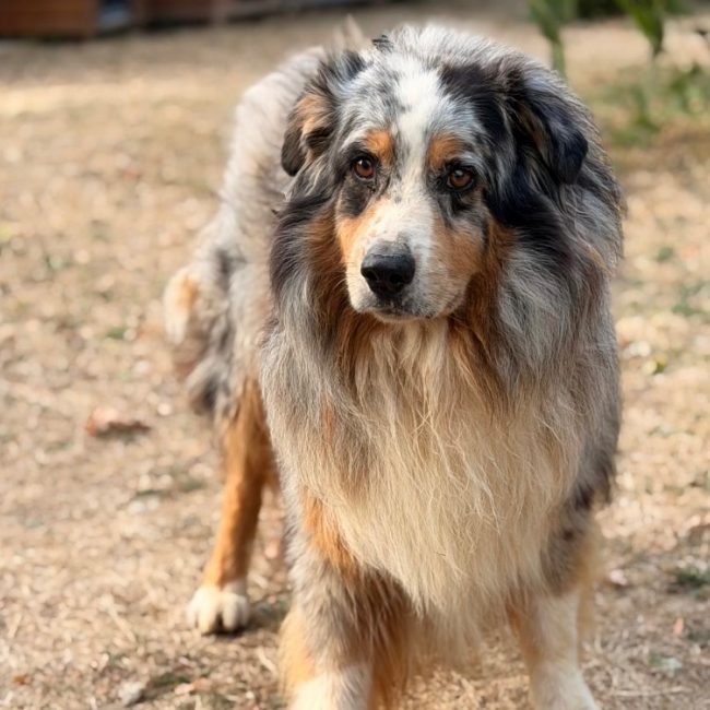 Stan - Chien à adopter