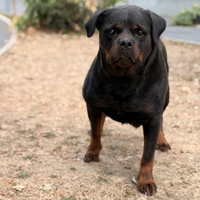 Python - Chien Rottweiler à adopter