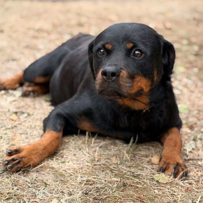 Sheyenne - Chien Rottweiler à adopter