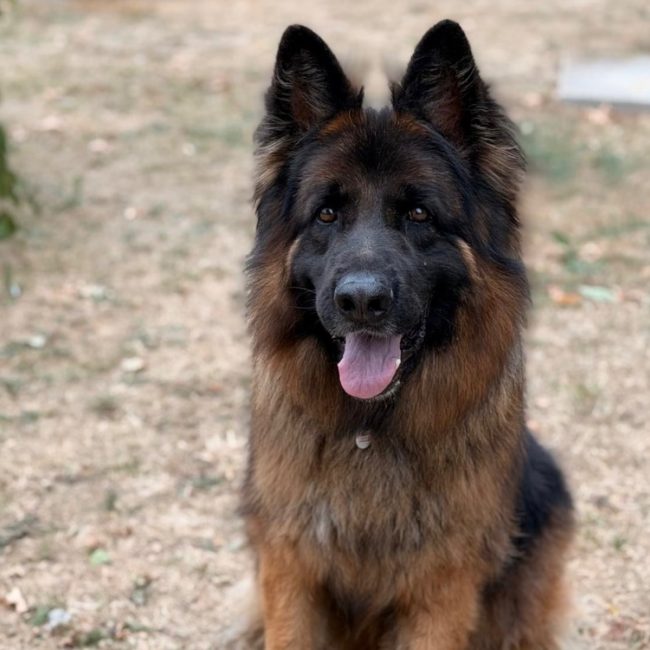 Thorkan - Chien Berger Allemand à adopter