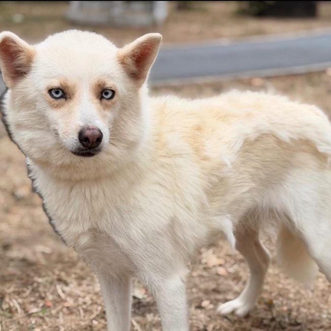 Livia - Chien à adopter
