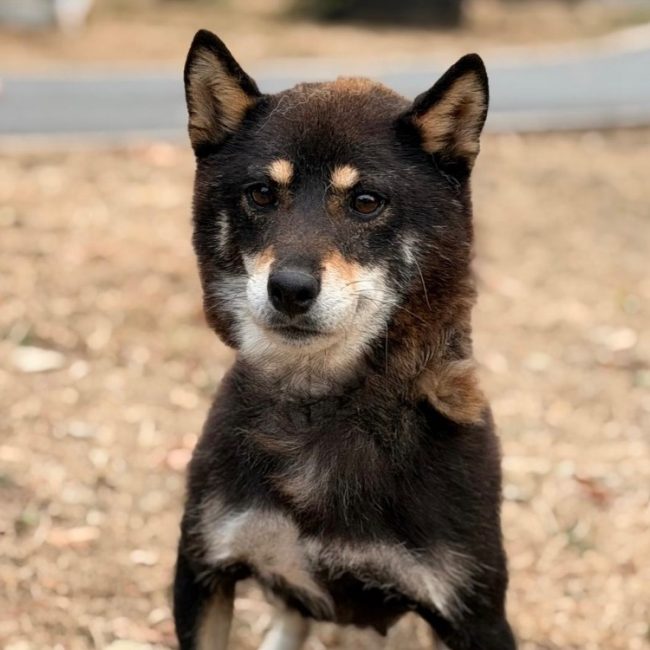 Starly - Chien à adopter