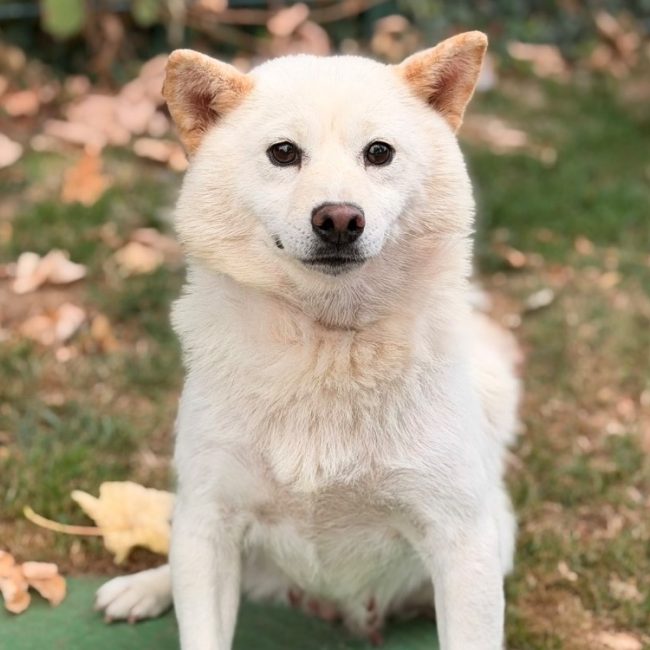Tazette - Chien à adopter