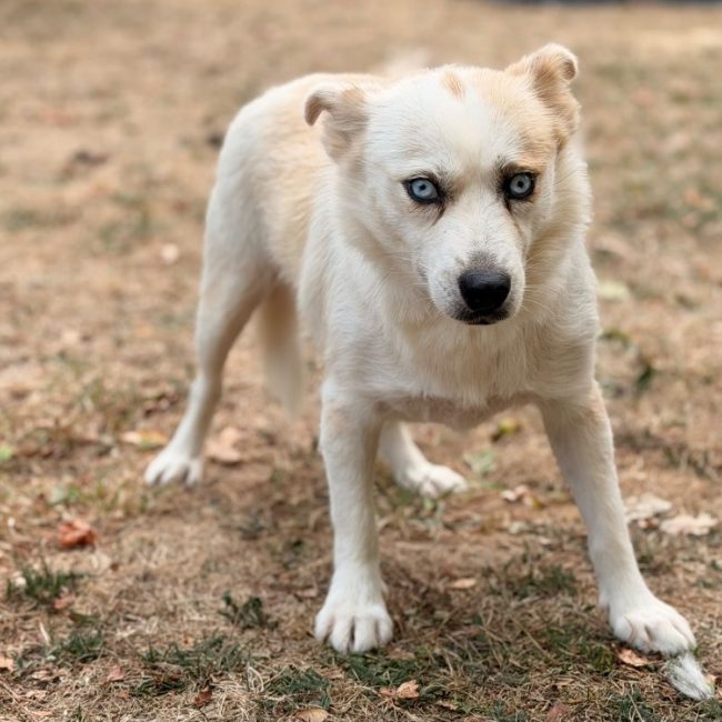 Mika - Chien à adopter