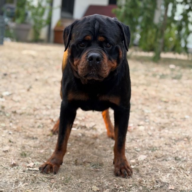 Ryan - Chien Rottweiler à adopter