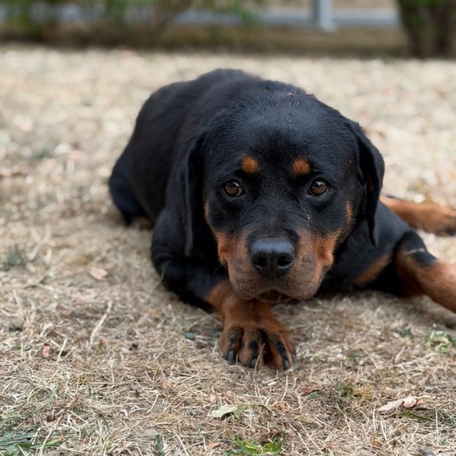 Tiara - Chien Rottweiler à adopter
