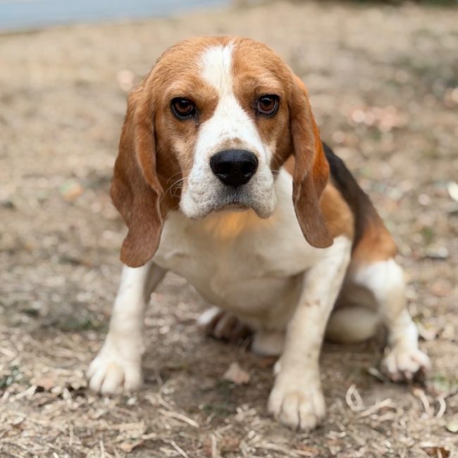 Tom - Chien Beagle à adopter