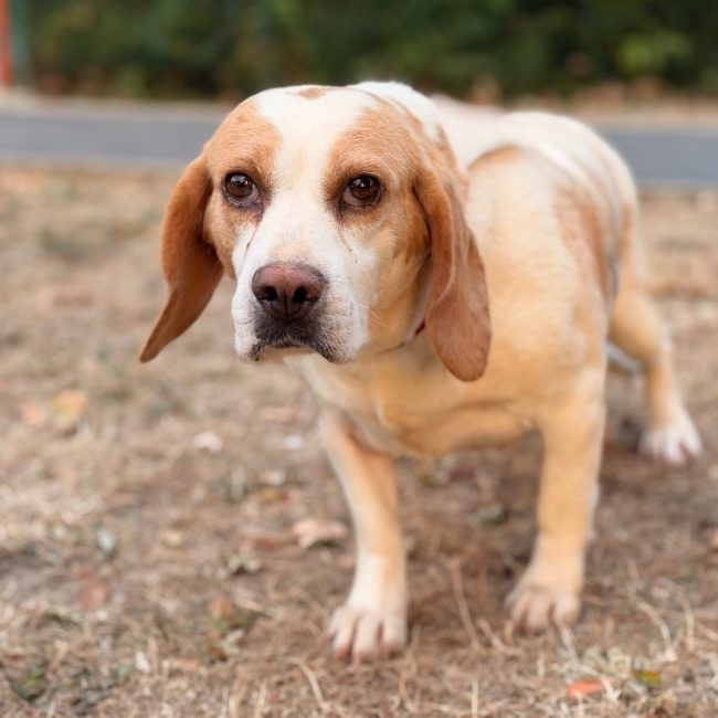 Suzette - Chien Beagle à adopter