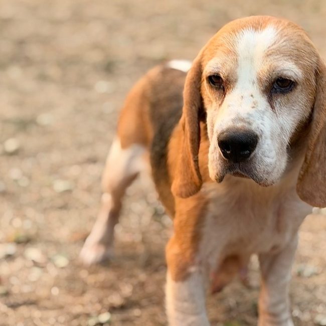 Rose - Chien Beagle à adopter