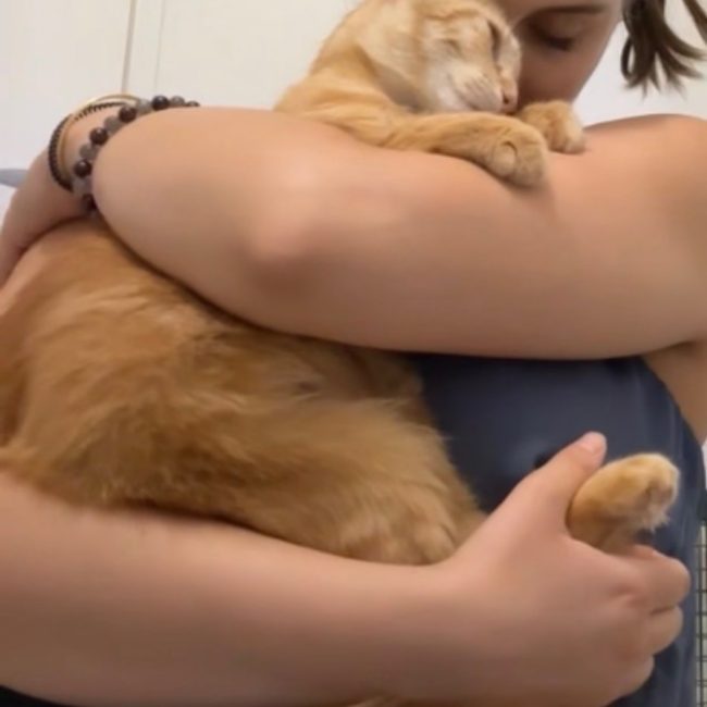 DOXY - Chat Européen à adopter