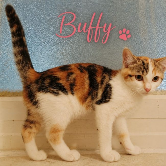 Buffy - Chat Européen à adopter