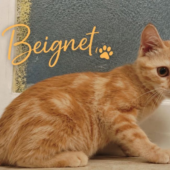 Beignet - Chat Européen à adopter
