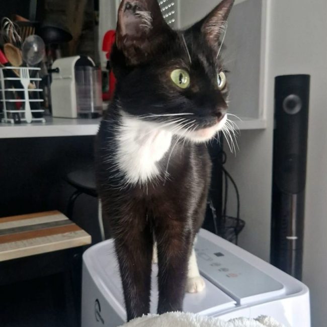 Adéna - Chat Européen à adopter