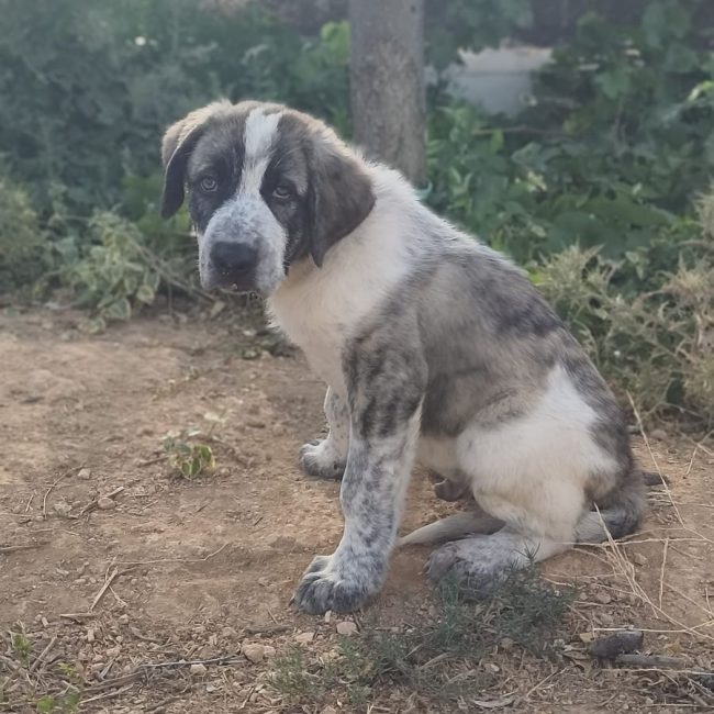 Ulises - Chien à adopter