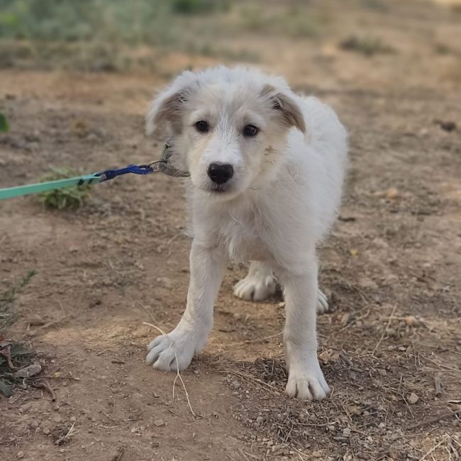 Brody - Chien Berger Catalan à adopter