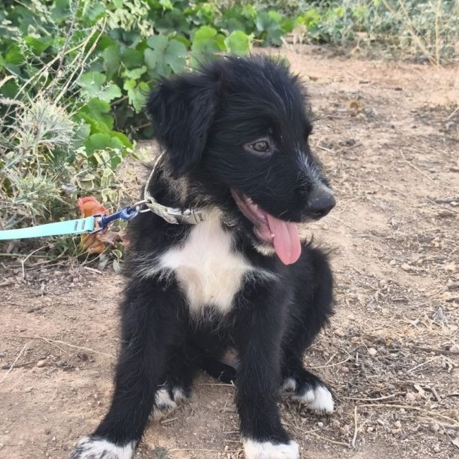 Balu - Chien Berger Catalan à adopter