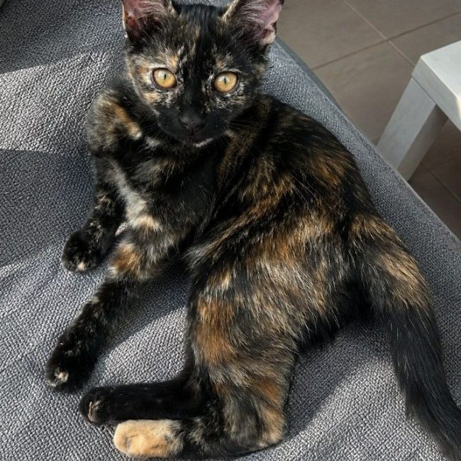 Ambre - Chat Européen à adopter
