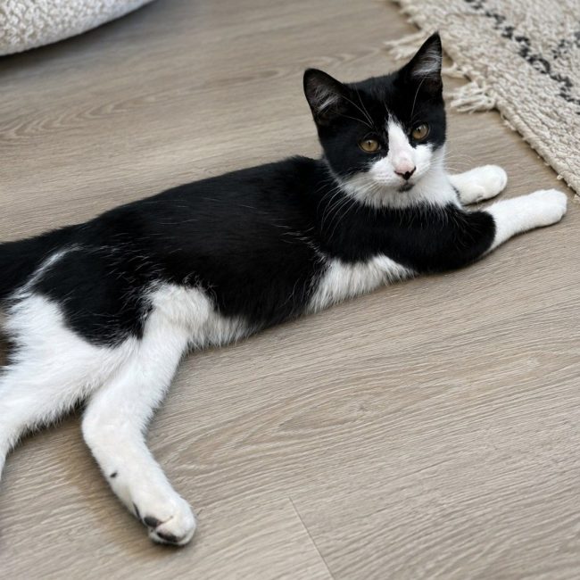 Merlin - Chat Européen à adopter