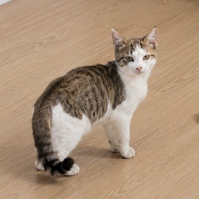 Neptune - Chat Européen à adopter