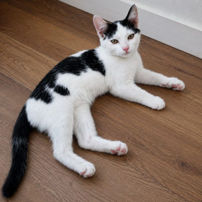 Bastet - Chat Européen à adopter